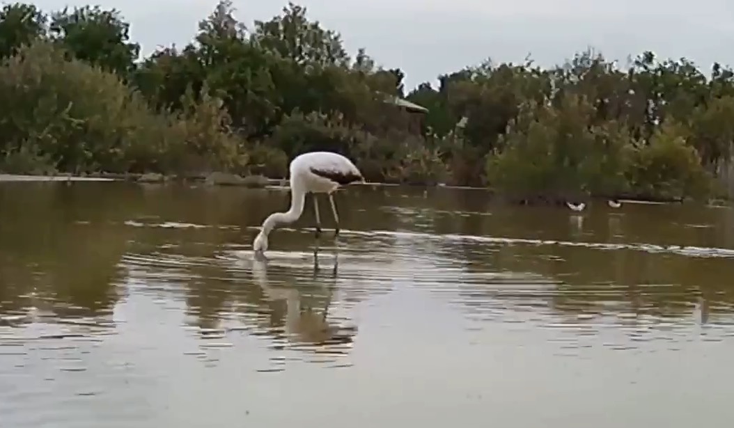 Video Title